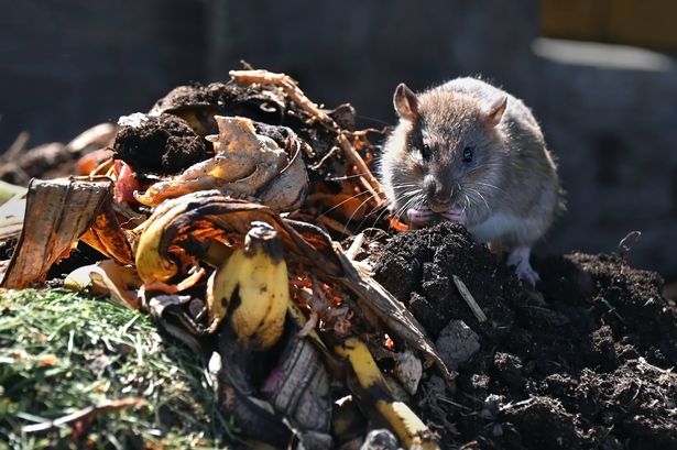 Close-up of brown rat foraging and eating food scraps on organic compost heap outdoors