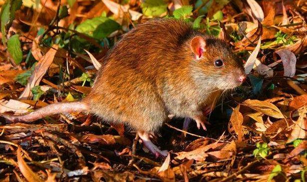 Rat in the garden
