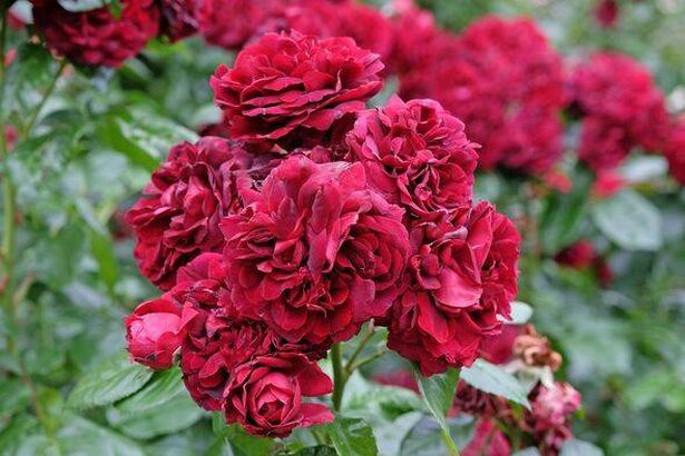 Red climbing rose, rosa 'Highgrove' in flower.