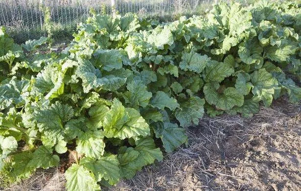 Rhubarb plants growing in an allotment garden, Shottisham, Suffolk, England