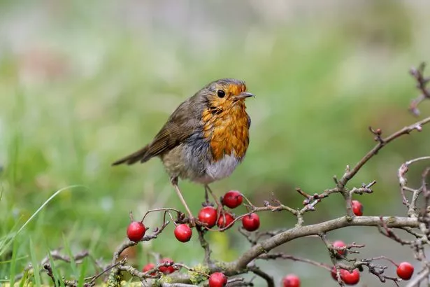 Robin (Erithacus rubecula)