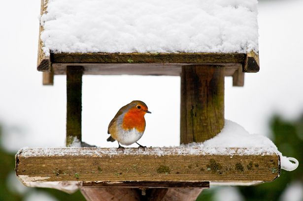 A red robin at a snow-covered bird house in winter