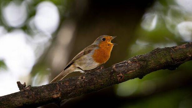 Robin is perched on a branch and singing