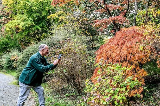 Horticulturists at Hergest Croft Gardens in Kington, Herefordshire, report they're witnessing the most brilliant autumn spectacle in living memory.