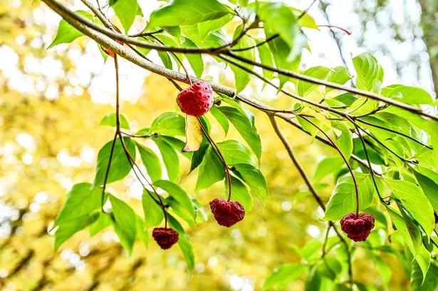 Horticulturists at Hergest Croft Gardens in Kington, Herefordshire, report they're witnessing the most brilliant autumn spectacle in living memory.