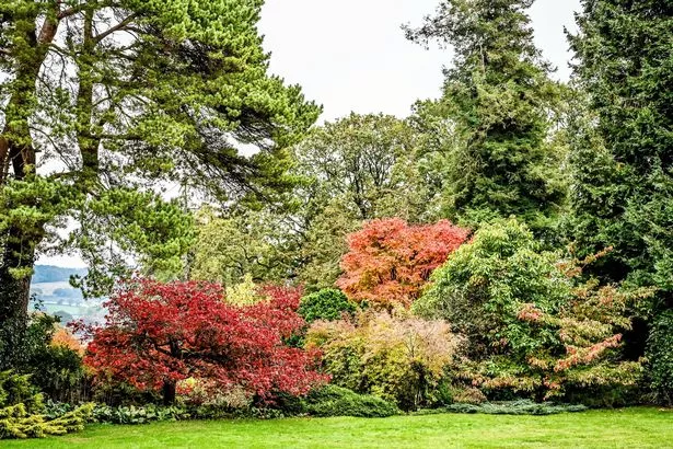 Horticulturists at Hergest Croft Gardens in Kington, Herefordshire, report they're witnessing the most brilliant autumn spectacle in living memory.