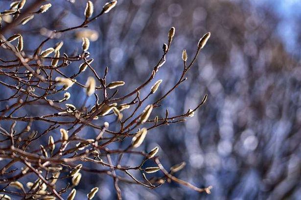 Sprouts of the Japanese knotweed