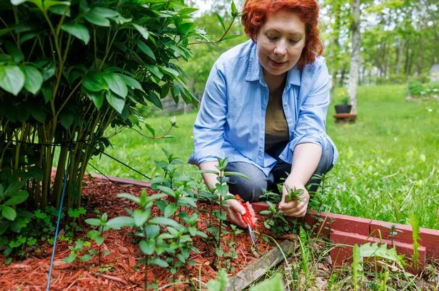 A woman doing weeding in her garden
