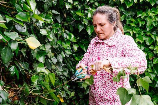 Woman with scissors pruning green ivy in a garden. Horizontal photo