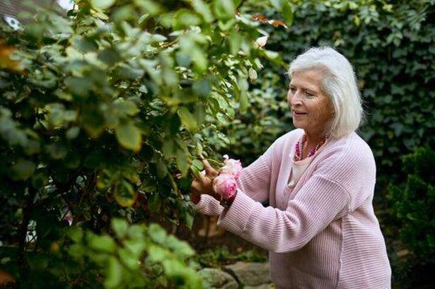 Woman with secateurs cutting roses