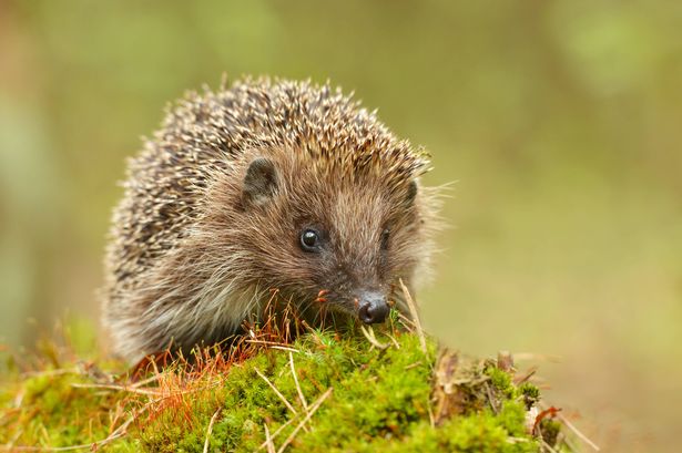 Young hedgehog in natural habitat