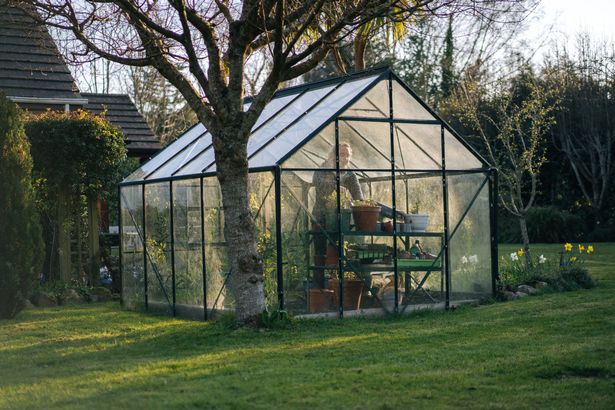 woman in a greenhouse 