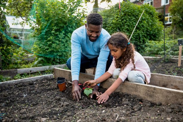 A father and his young daughter who is learning all about gardening at the family allotment. She is being encouraged by her father as she plants fresh produce in the soil. She is patting it down securely where that produce will grow.