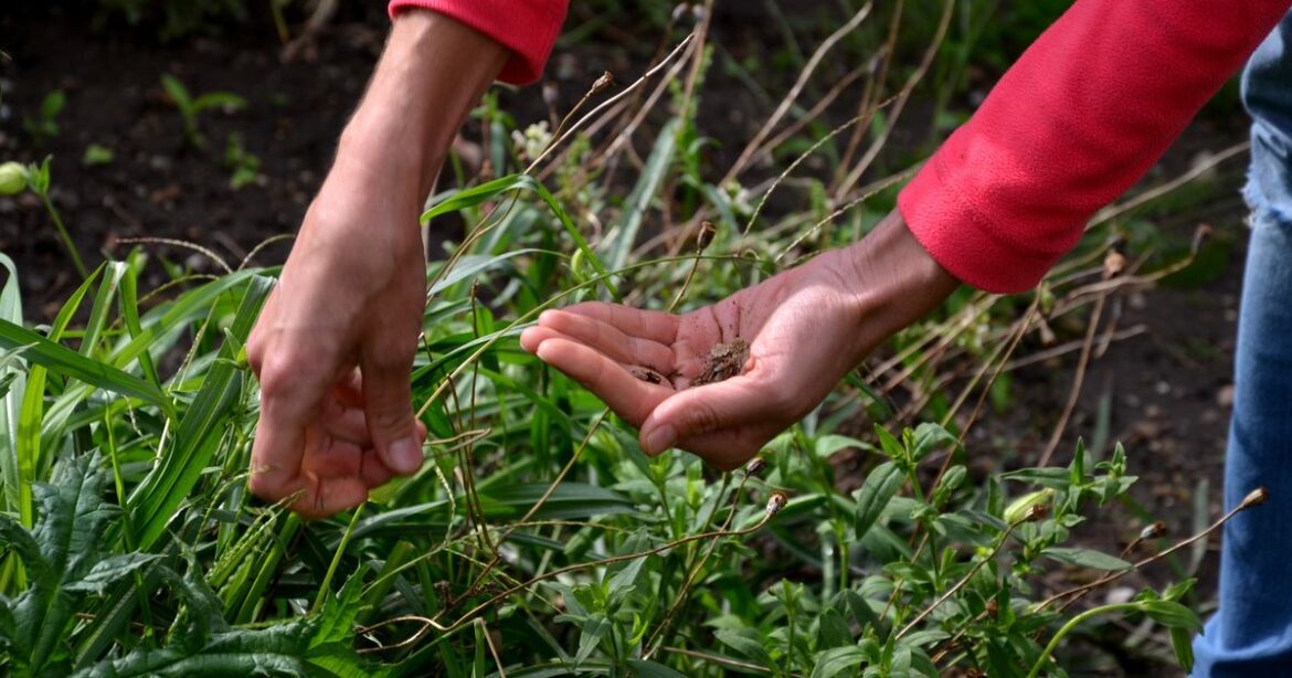 The three simple steps to collect seeds for a stunning garden next spring Daily Mirror