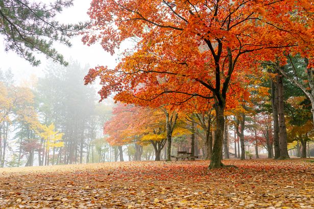 autumn forest with fallen leaves 