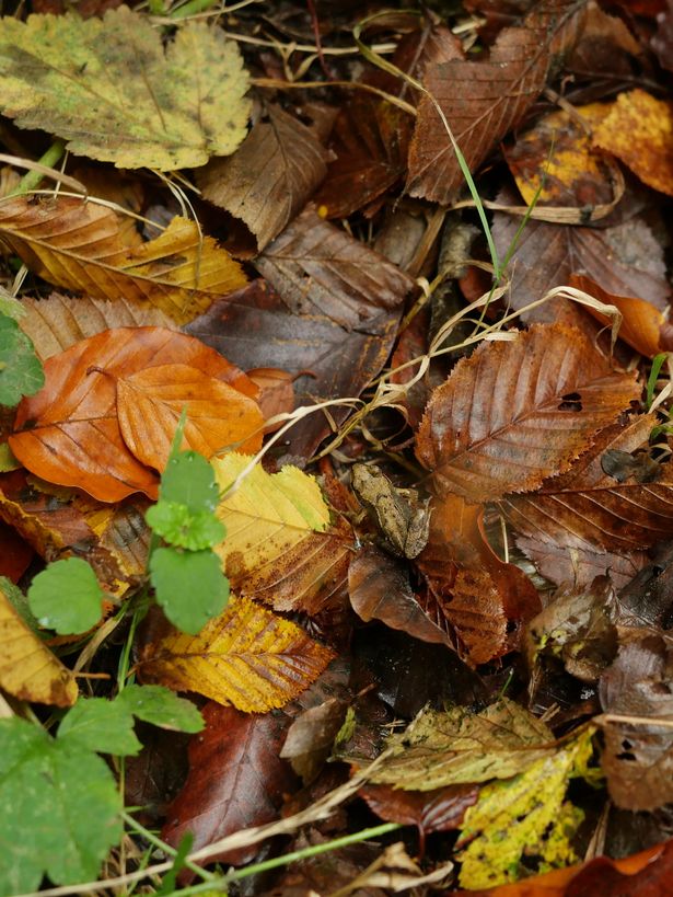 common frog, camouflaged on wet leaves