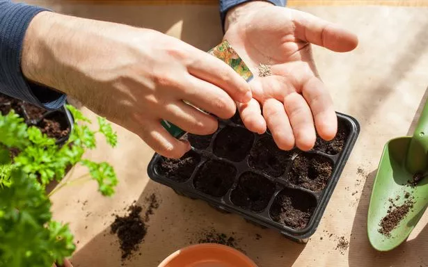 man sowing seeds in germination box