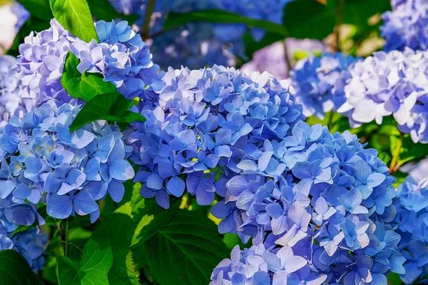 With the right care, your stunning hydrangea plants can stay healthy and happy even through frigid winter weather