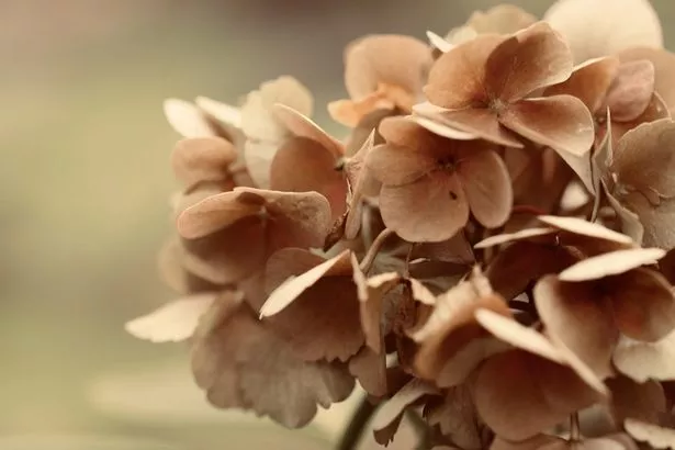 David has shared a few ways to get the most out of hydrangeas