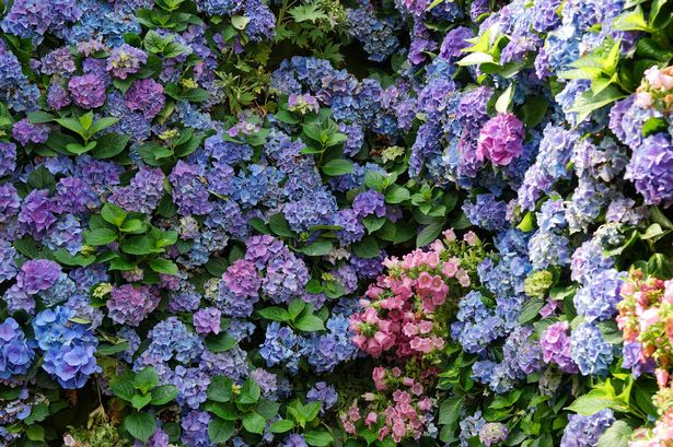 hydrangea
