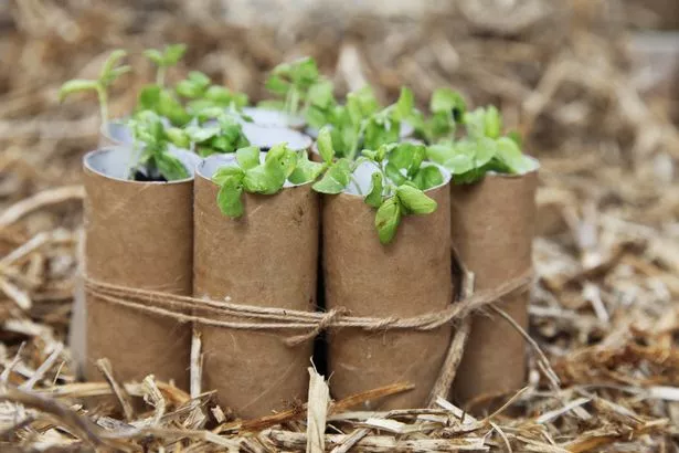Growing basil seedlings in recycled toilet rolls tied up with string.