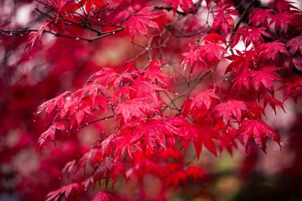Japenese Maple