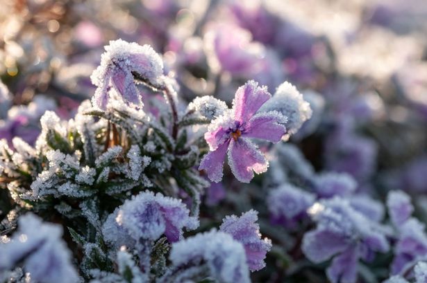 Plants covered in frost