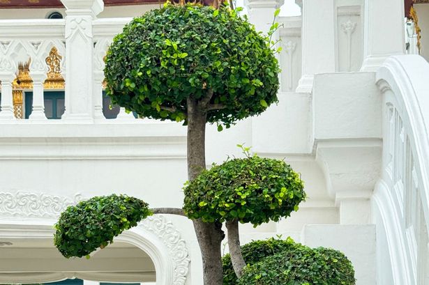 Topiary Pom Pom Cloud Tree