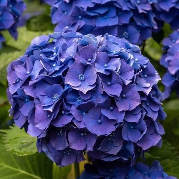 GIANT BLUE MOPHEAD Hydrangea