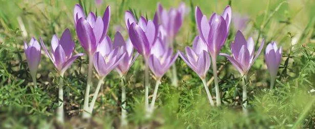 pretty wild flower purple colchicum - crocus autumnal - blooming in the meadows
