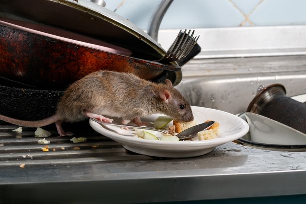 Close-up young rat sniffs leftovers on a plate on sink at the kitchen. 