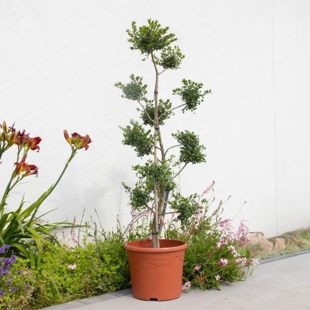 Topiary Pom Pom Cloud Tree