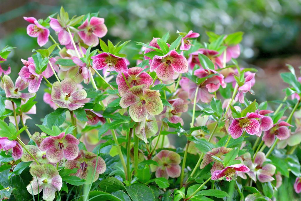 Helleborus niger, also called Christmas rose, Winter rose or Black hellebore, is an evergreen, perennial flowering plant in the buttercup family (Ranunculaceae). Christmas rose plant is toxic. The flowers of five petals come in various colors, including white, red, pink, purple, green, yellow and apricot, and appear during winter, often at Christmas, in mild climates and in late spring in colder areas.