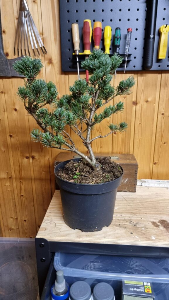 From nursery stock to lovely Bonsai