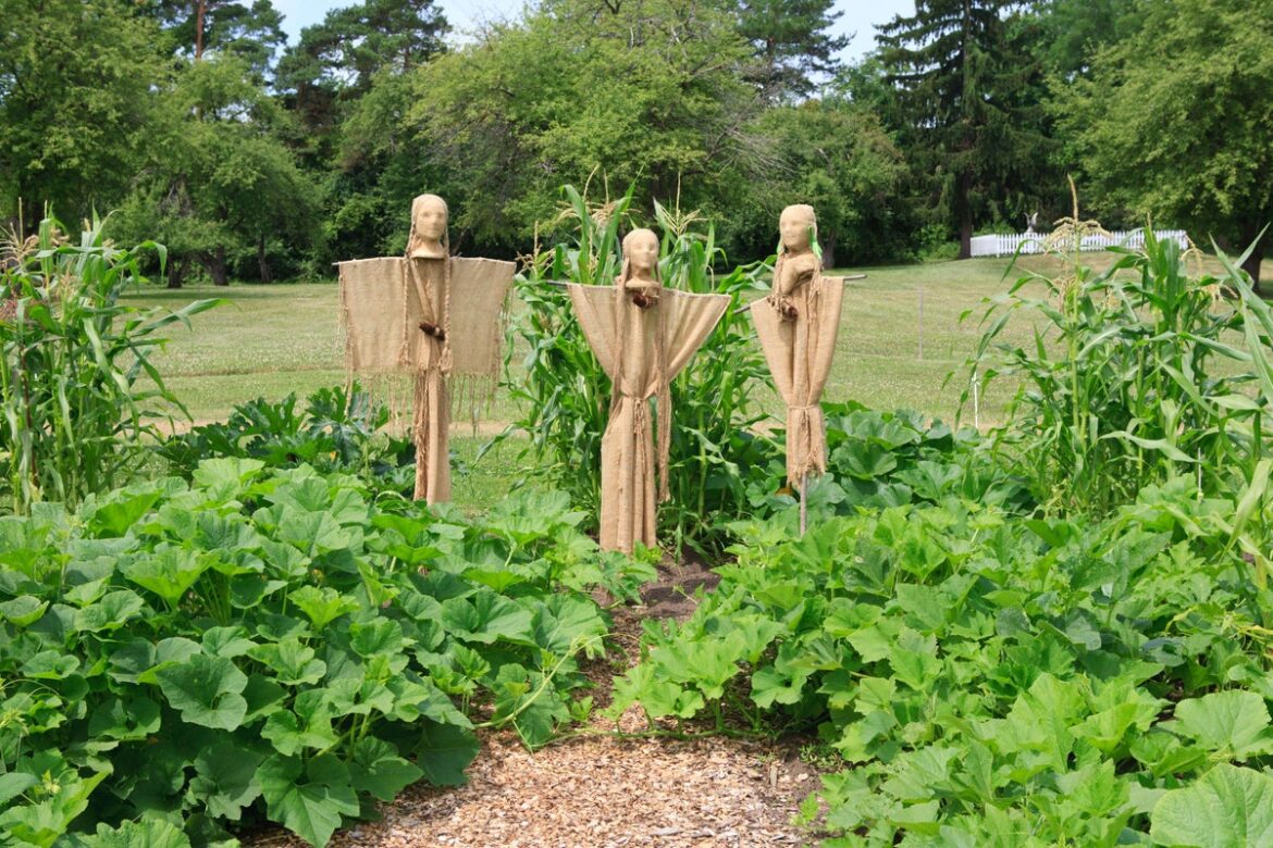 The truth behind the ‘three sisters’ veg gardening technique – and if you should do it The truth behind the ‘three sisters’ veg gardening technique – and if you should do it