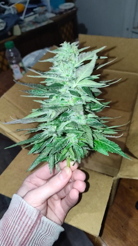 Nugs bigger than my hand!
