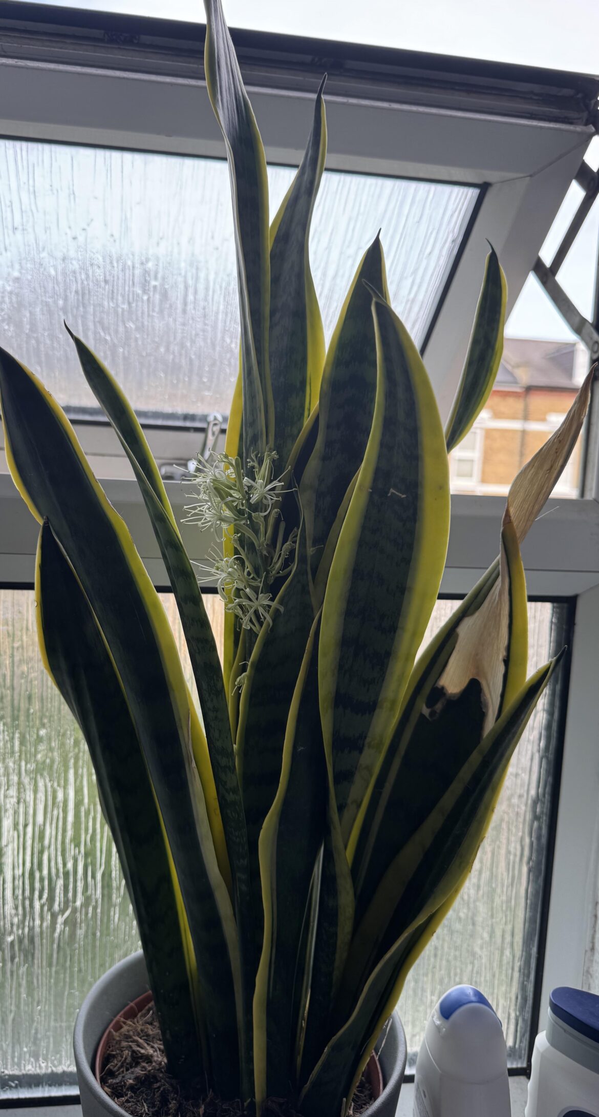 My snake plant has flowered!!