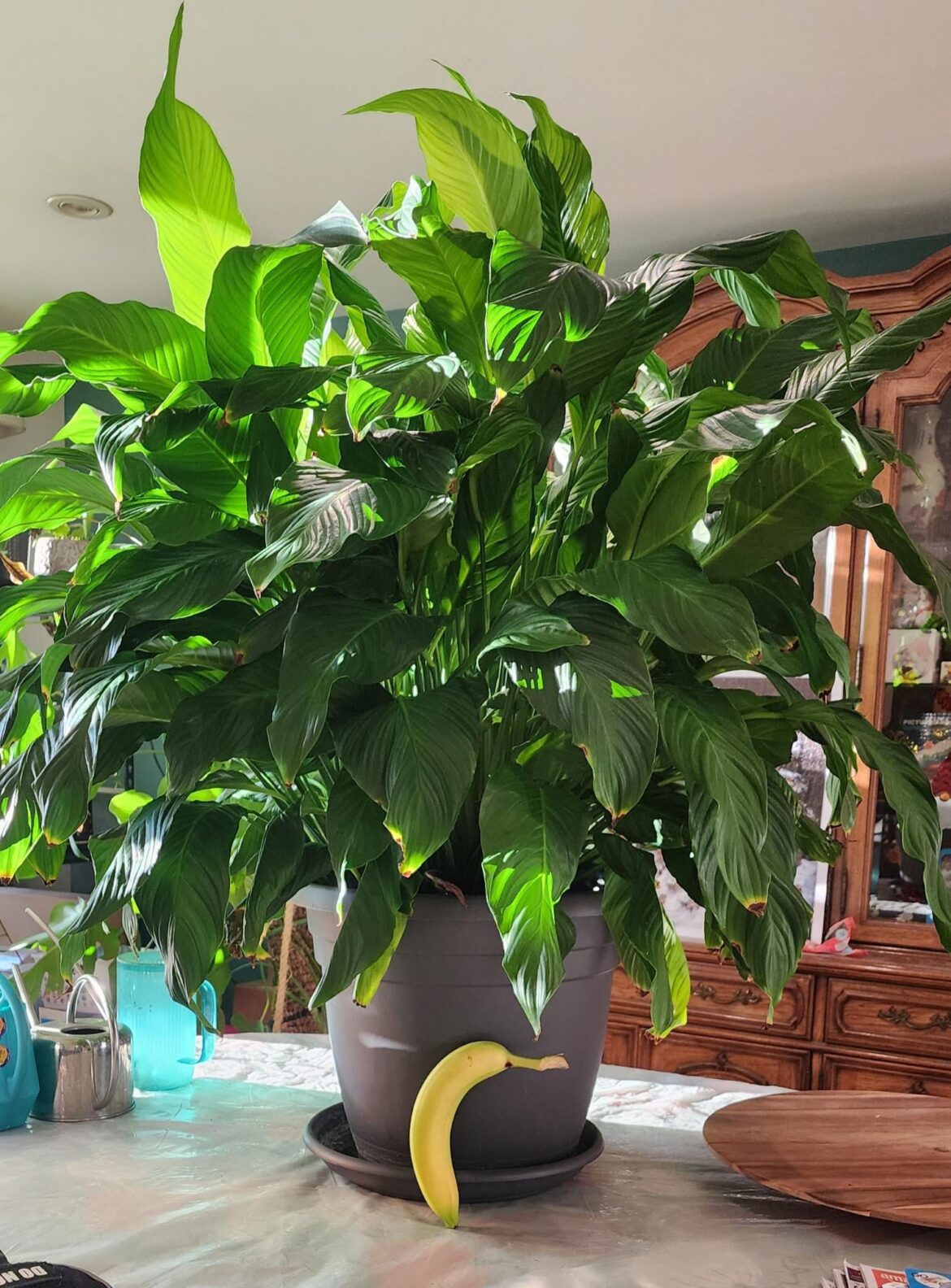 Banana for scale