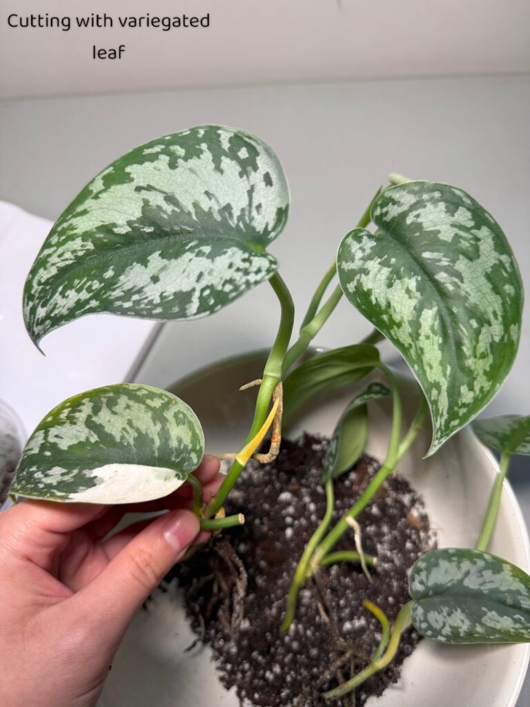 Did I get scammed with a reverted scindapsus mayari? Did I get scammed with a reverted scindapsus mayari?