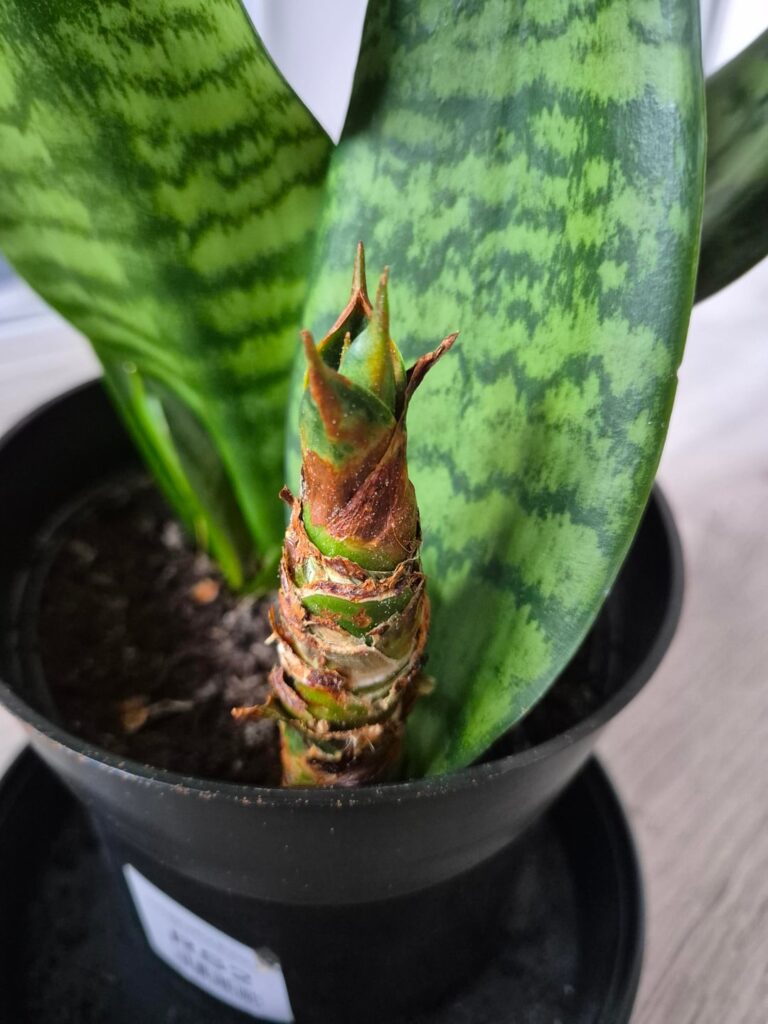 What happened with my snake plant? What happened with my snake plant?