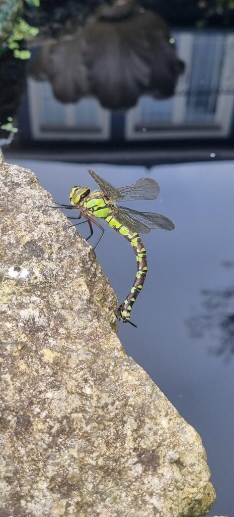 Spotted in the wildlife pond today