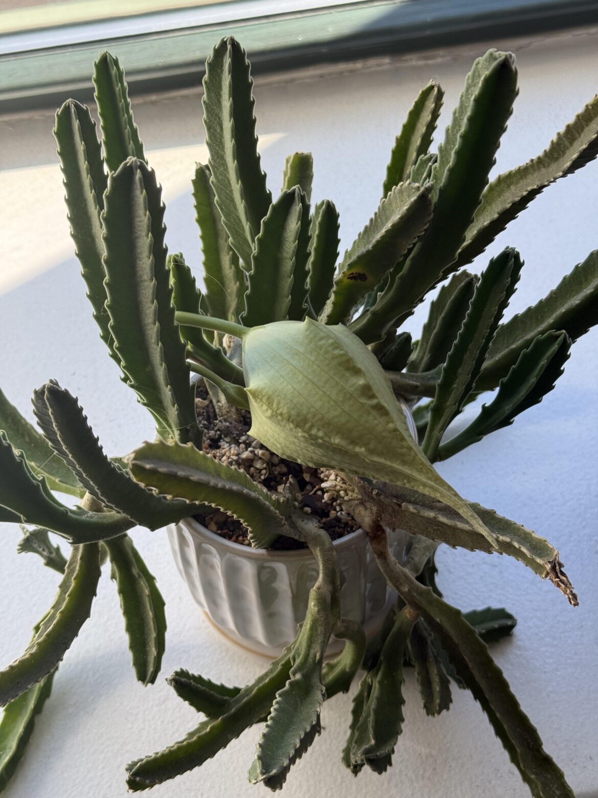 So excited for this! Lady Stapelia hasn’t bloomed since 2018