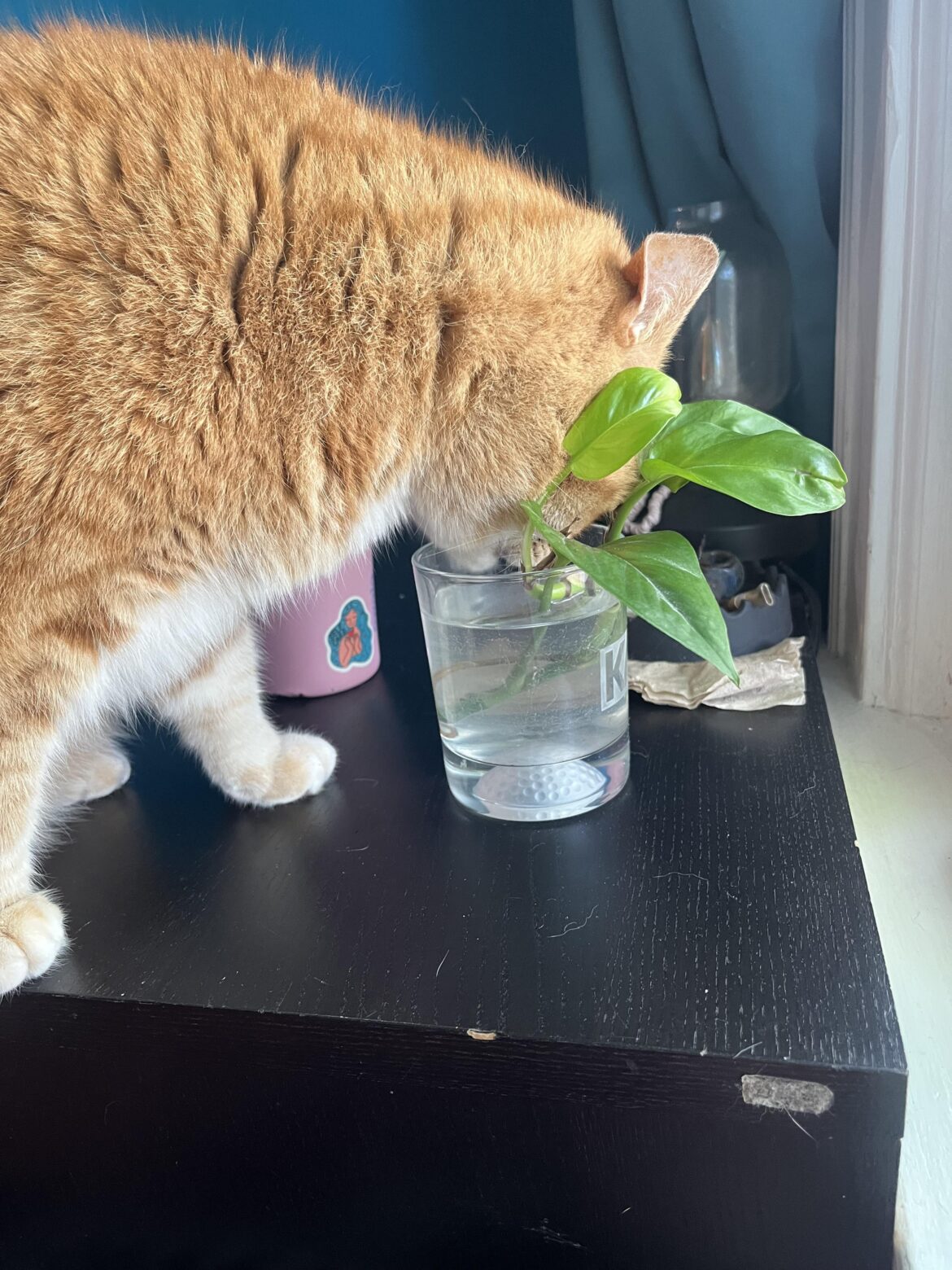 I have a pothos propagating, my cat likes to drink his water