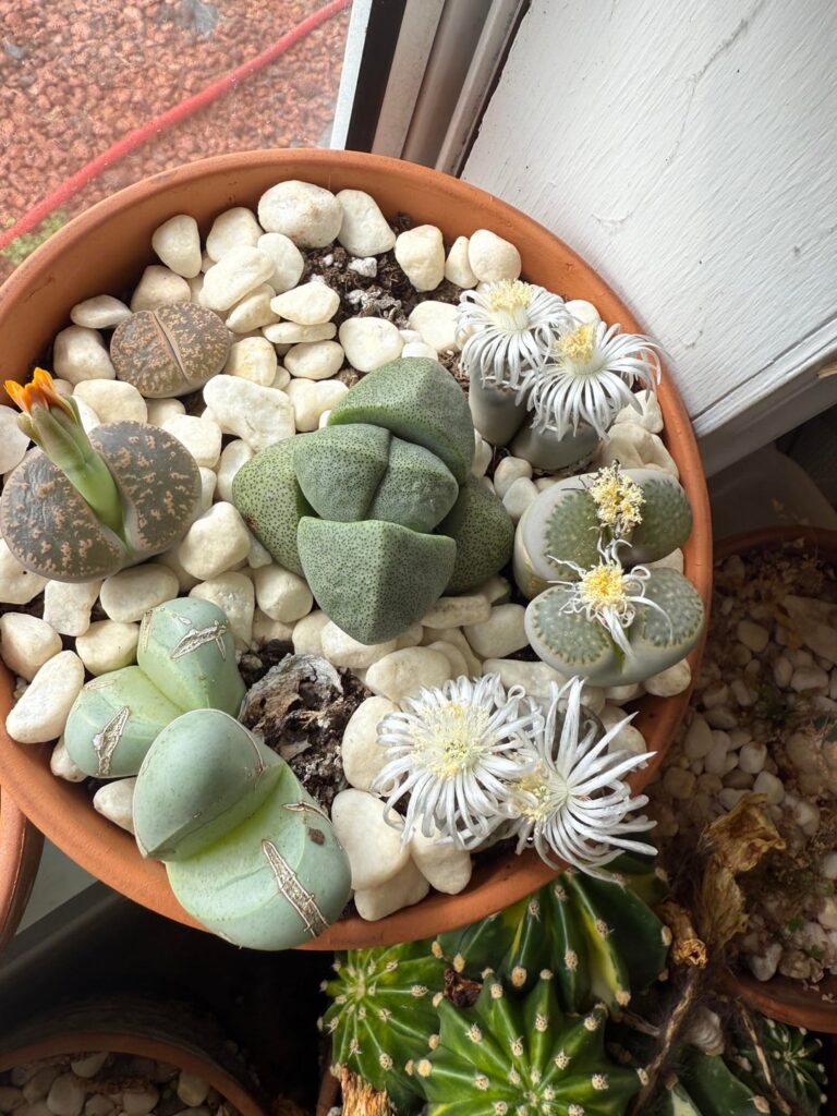 Everybody wants to bloom