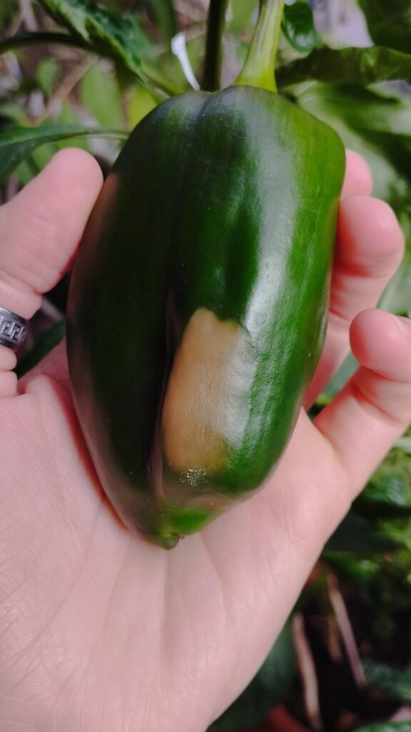 What is this discoloration on my bell peppers?