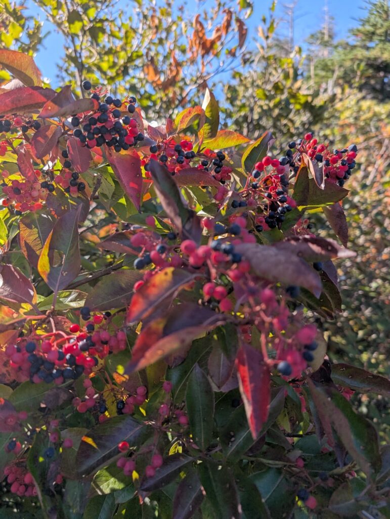 Are these good to pick? Wild raisin