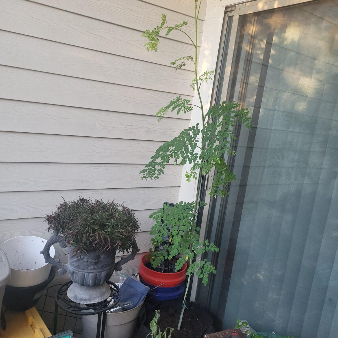 Moringa tree harvesting?