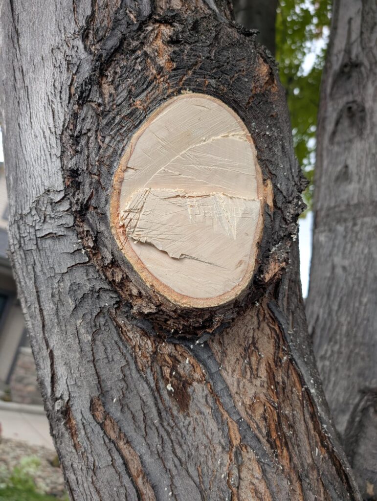 Is this cut ok?