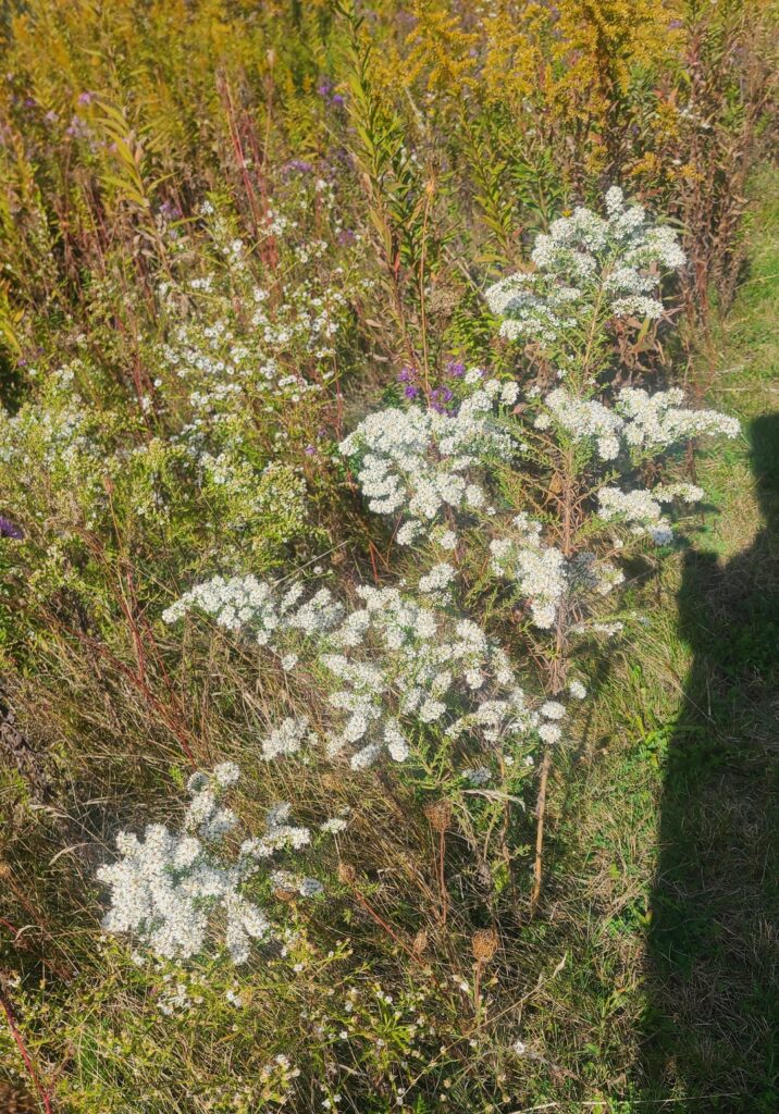 The most stunning Symphyotrichum ericoides I've seen yet.