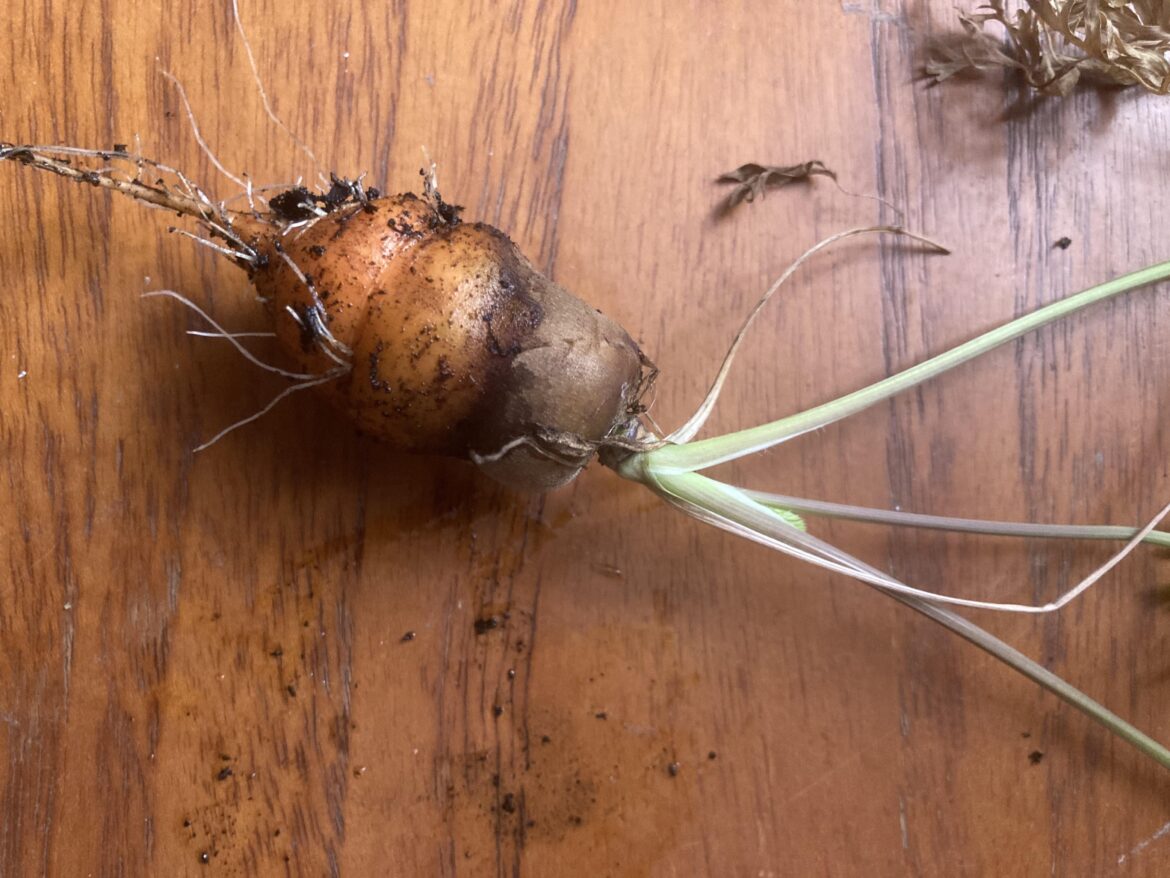 So I found an odd vegetable in my indoor plant Lemongrass So I found an odd vegetable in my indoor plant Lemongrass